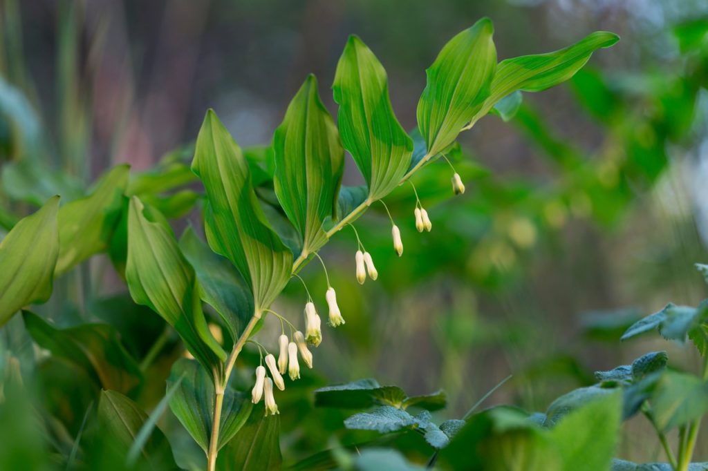 common Solomon's seal with crinkled oval leaves and white flowers growing from an arching stem with a blurred background
