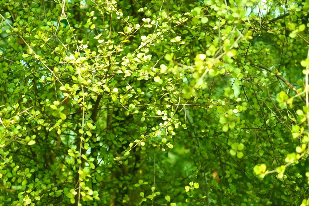 Muehlenbeckia complexa shrub with orbicular leaves covering thin green stems