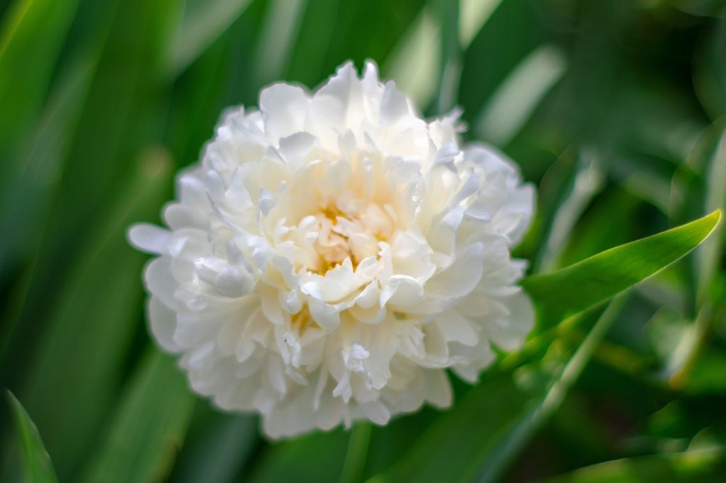 ruffled peony 'white charm' flower in close focus