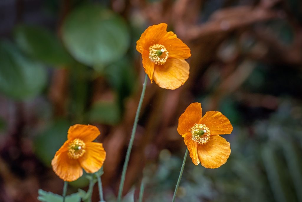 three orange welsh poppy plants growing on thin green stems