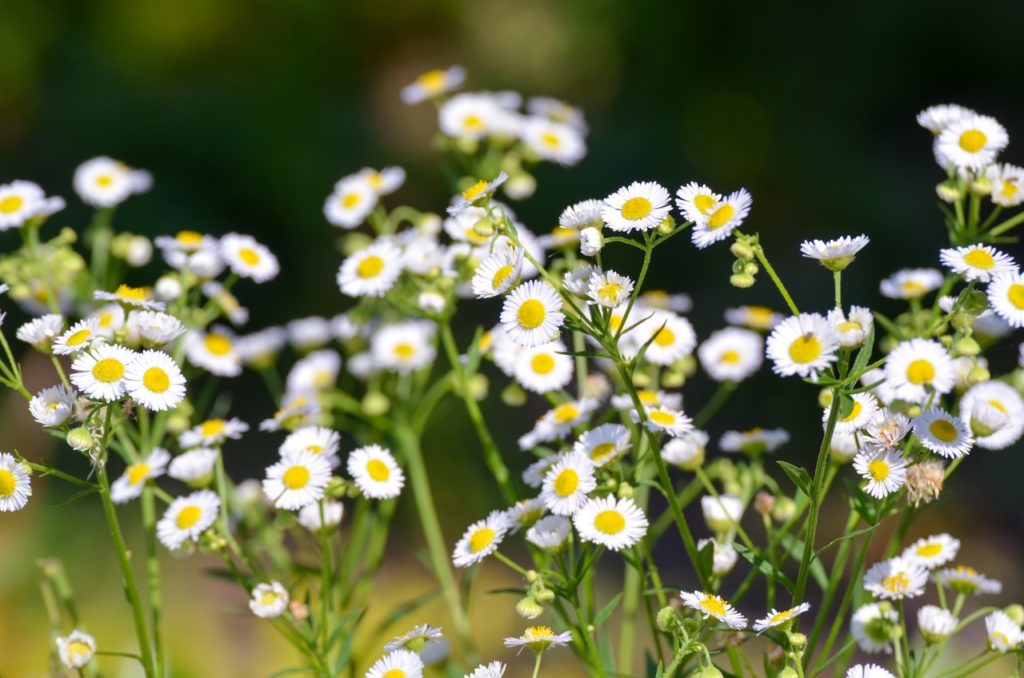 Mexican fleabane with daisy-white flowers and yellow centres