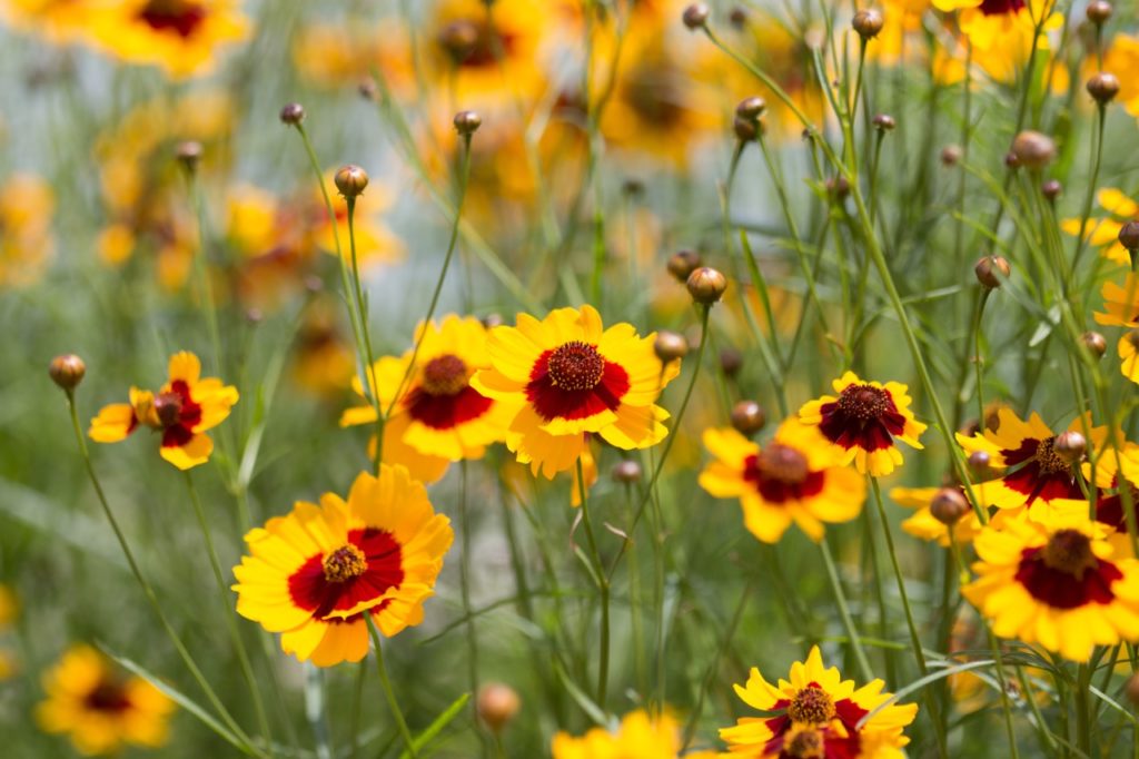 dyer's tickseed plant with yellow and red flowers and tall stems growing in a field