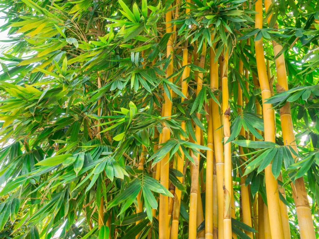 golden bamboo with yellow canes