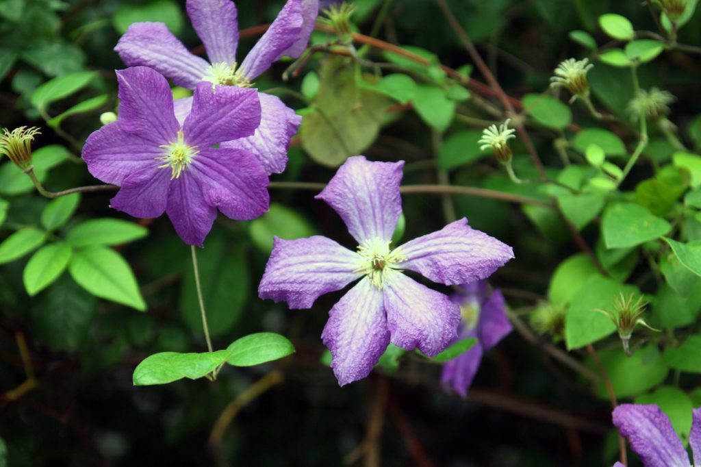 star-shaped cream and purple flowers from a clematis 'lasurstern'