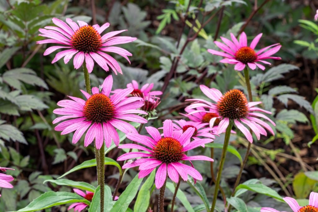 echinacea purpurea plants
