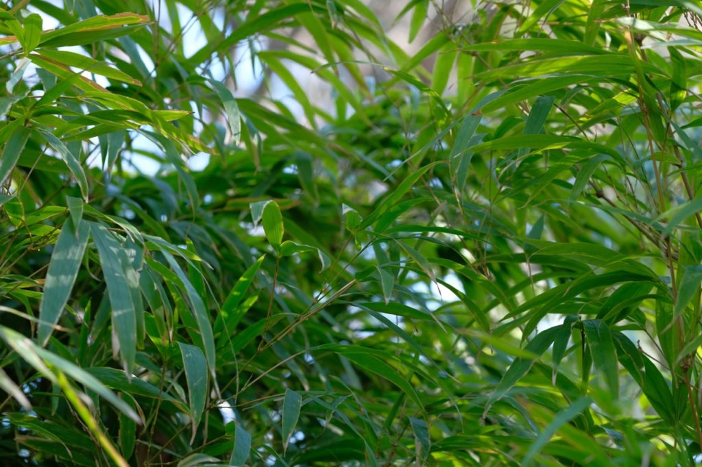 leaves and stems of a chimonobambusa plant