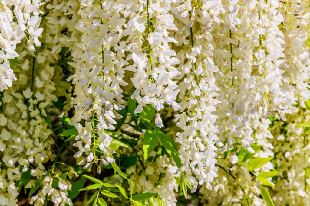 Japanese Wisteria plant with cascading stems that are covered in white flowers