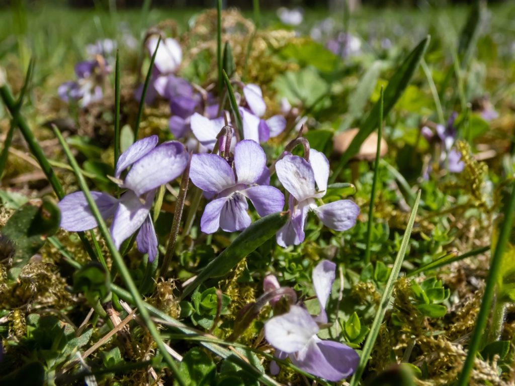 Viola riviniana plant with lilac and white flowers