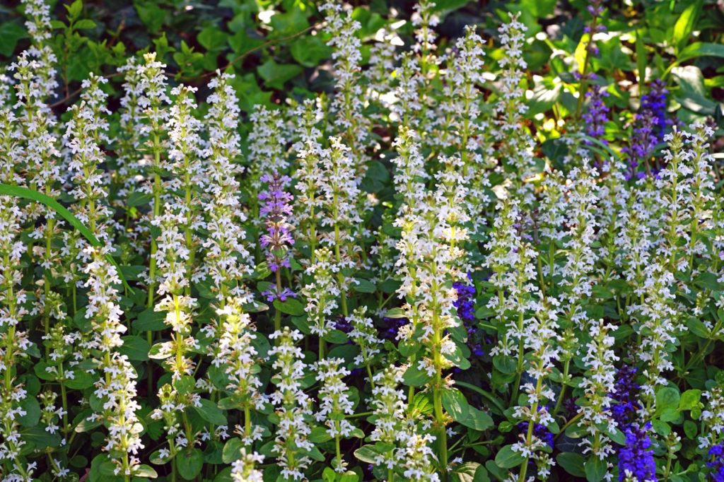 tall Bugle 'Alba' plants growing outdoors with purple and blue bugles amongst them