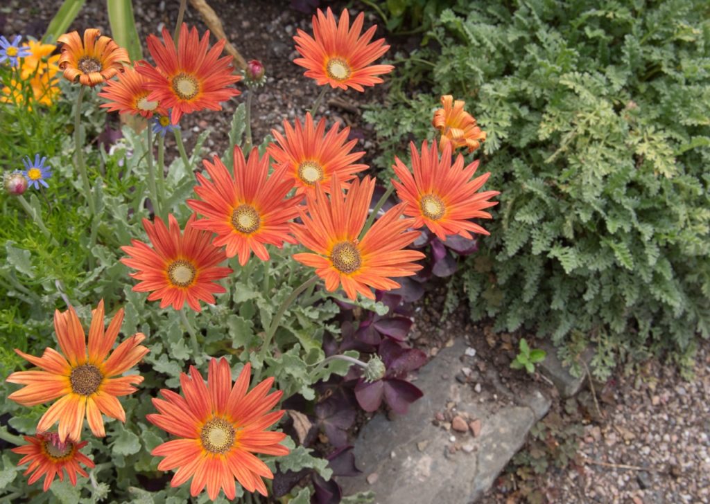 red flowering African daisy 'flame' plant growing in a garden border