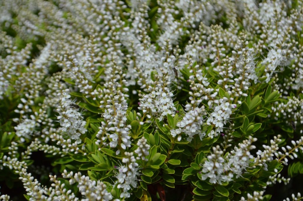 raki hebe shrub with waxy oval leaves and stems covered in small flowers