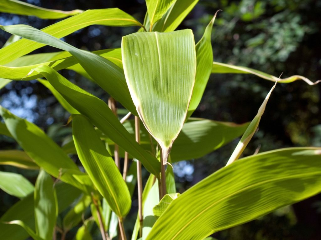 Indocalamus plant with parallel veining along its large ovate leaves