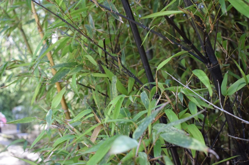 Phyllostachys nigra with black canes and green leaves