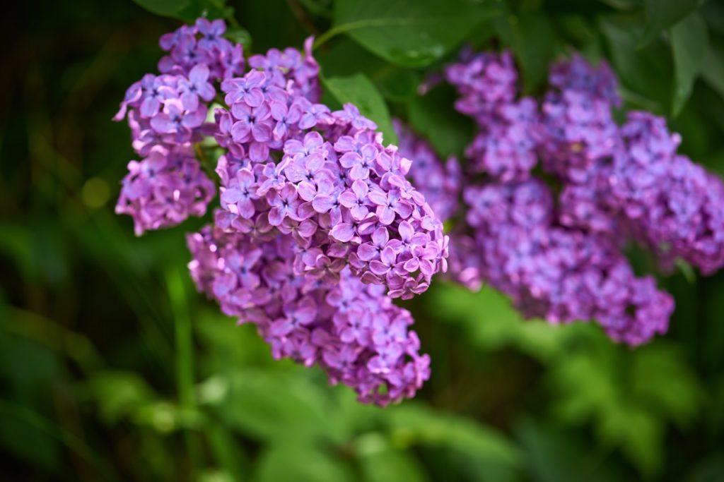 common lilac shrub with tiny pink flowers