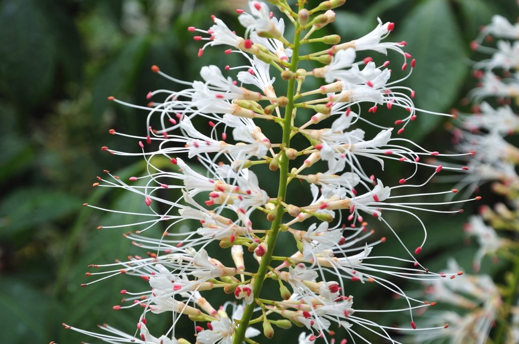 close-up of the tall, upright stem of a bottlebrush buckeye plant