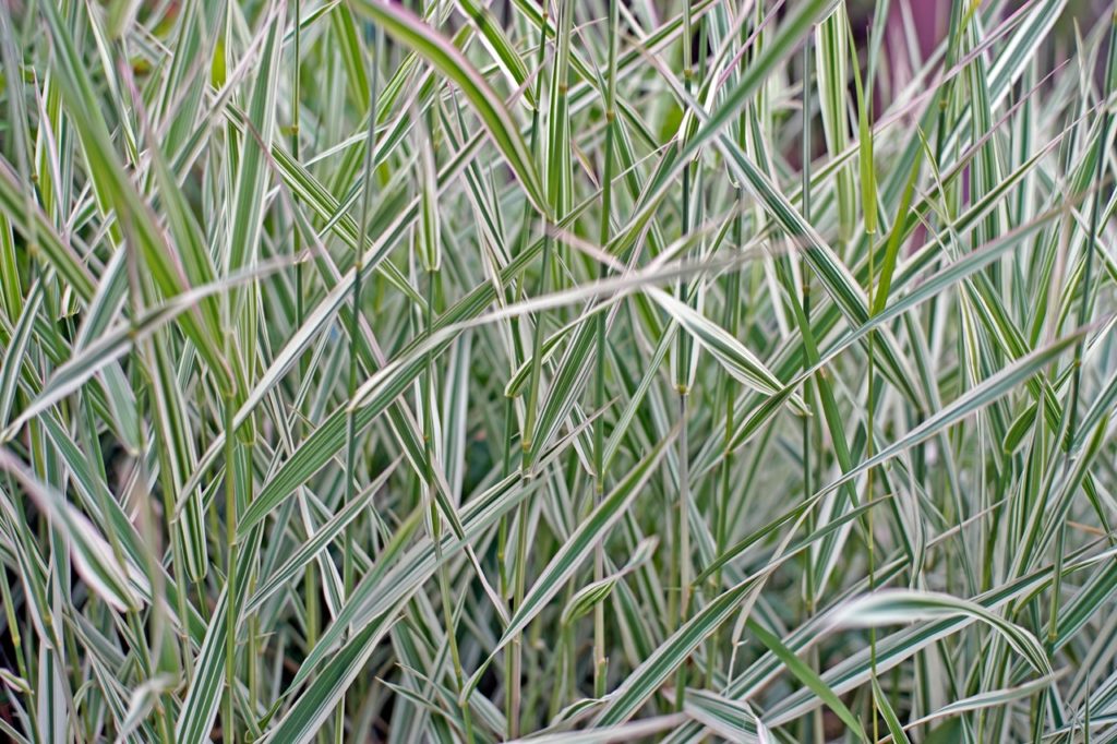 thin and long green and white variegated leaves from a Pleioblastus plant