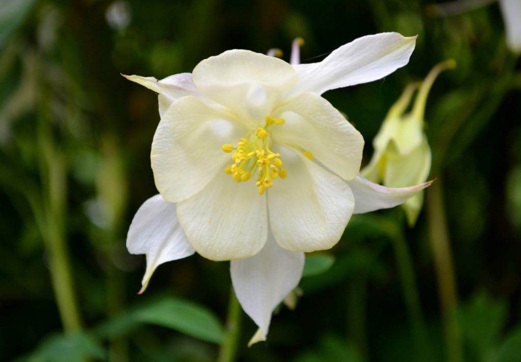single cream-coloured flower from a  Aquilegia flabellata 'Nana Alba' plant
