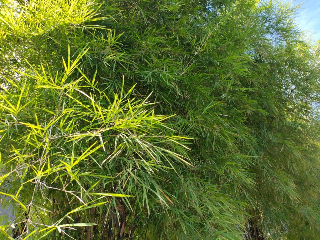 Pseudosasa arrow bamboo