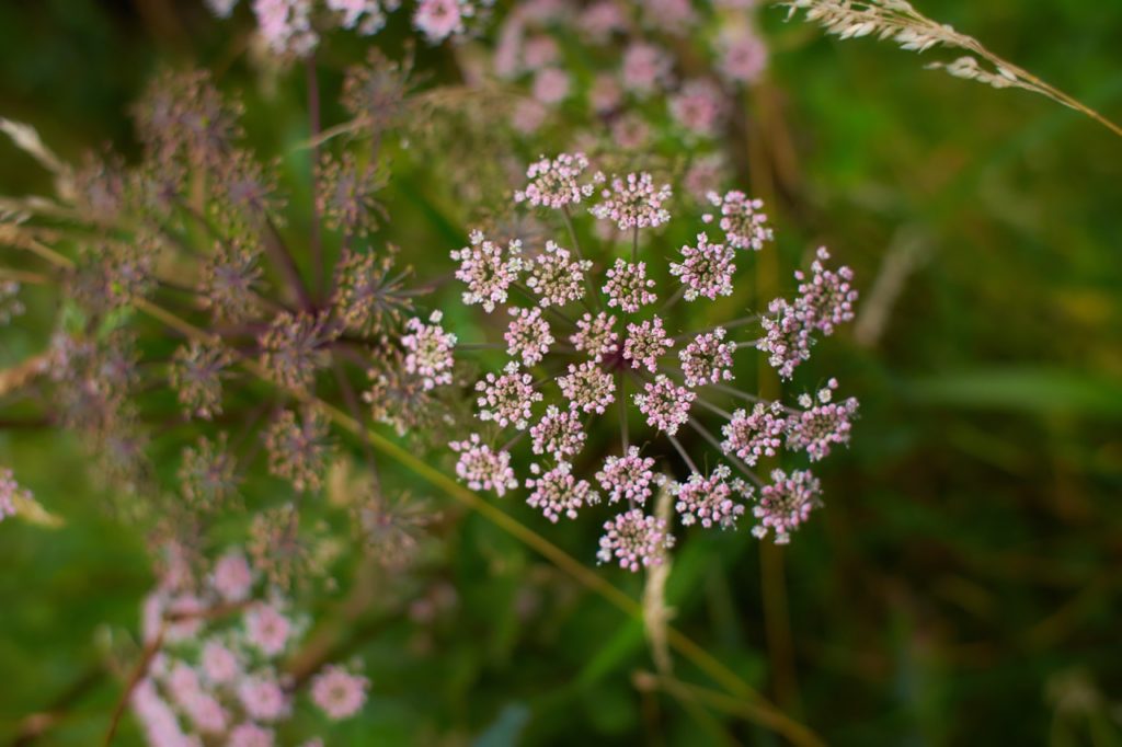 flowering umbels of Melanoselinum decipiens