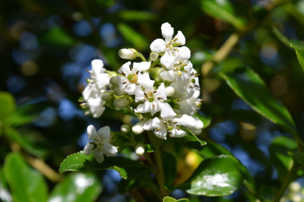Escallonia 'Iveyi' with white flowering clusters and dark green glossy leaves growing outdoors