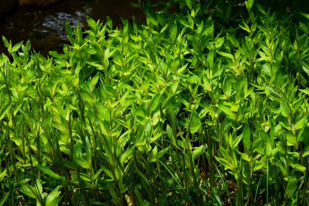leaves of Shibataea shrub