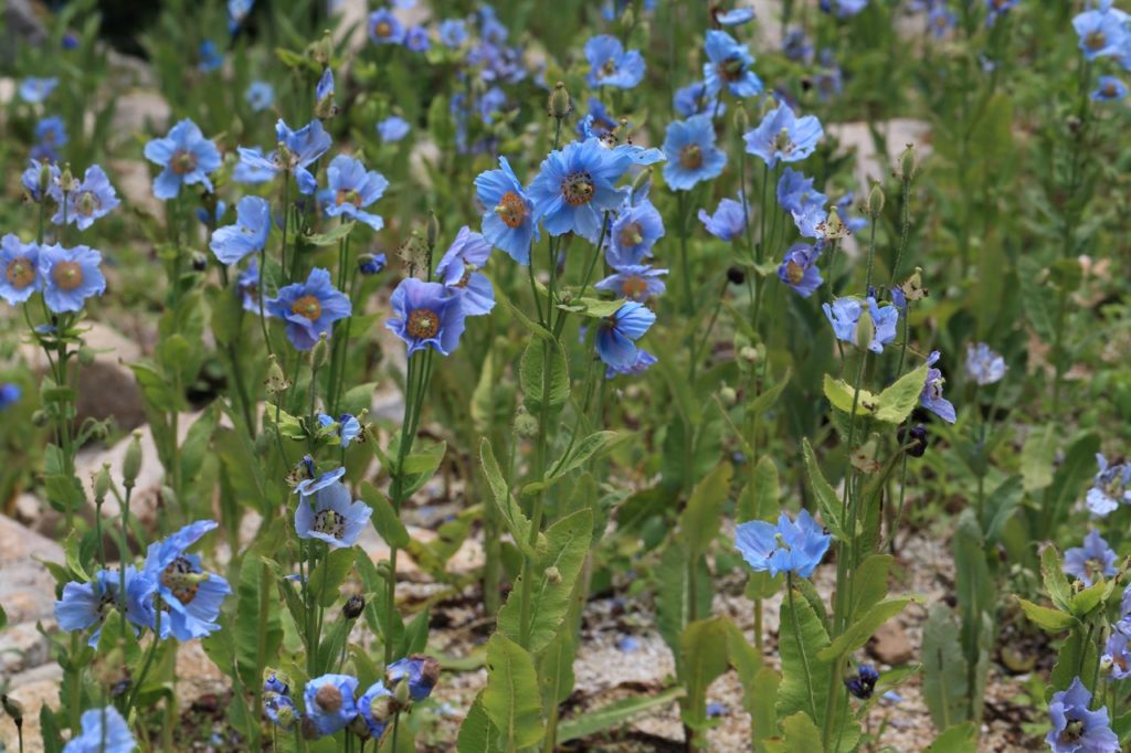 blue poppies growing on tall stems from rocky ground