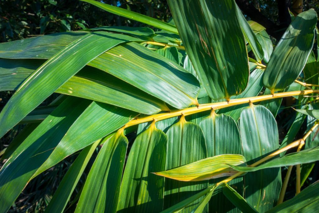 Thamnocalamus bamboo leaves