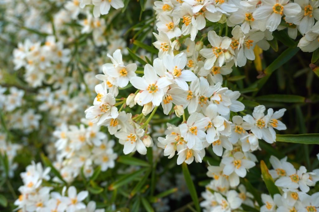 clusters of star-shaped white flowers from a Mexican mock orange plant with long thin leaves