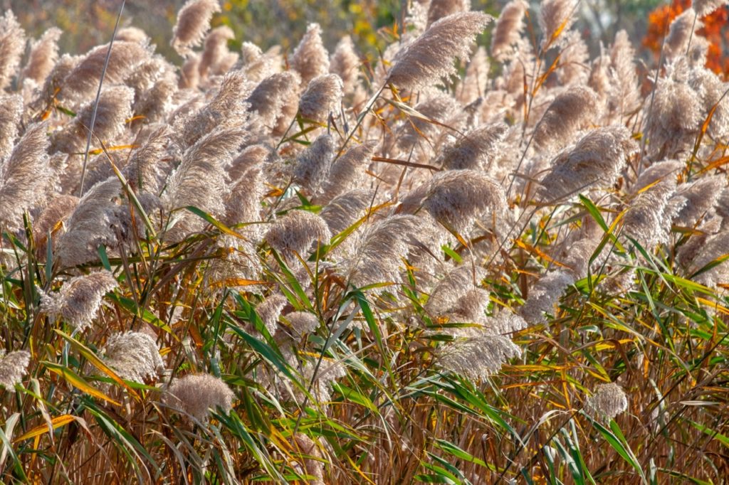 Calamagrostis with frilly feather-like leaves atop of arching stems