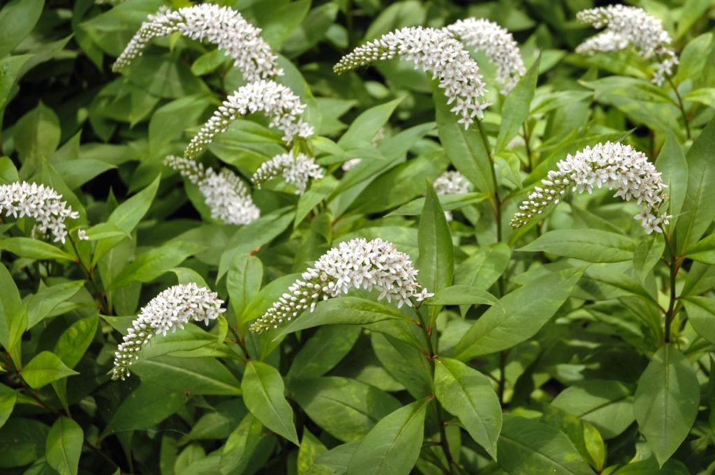 Lysimachia ephemerum with arching flowering stems and long thin green leaves growing