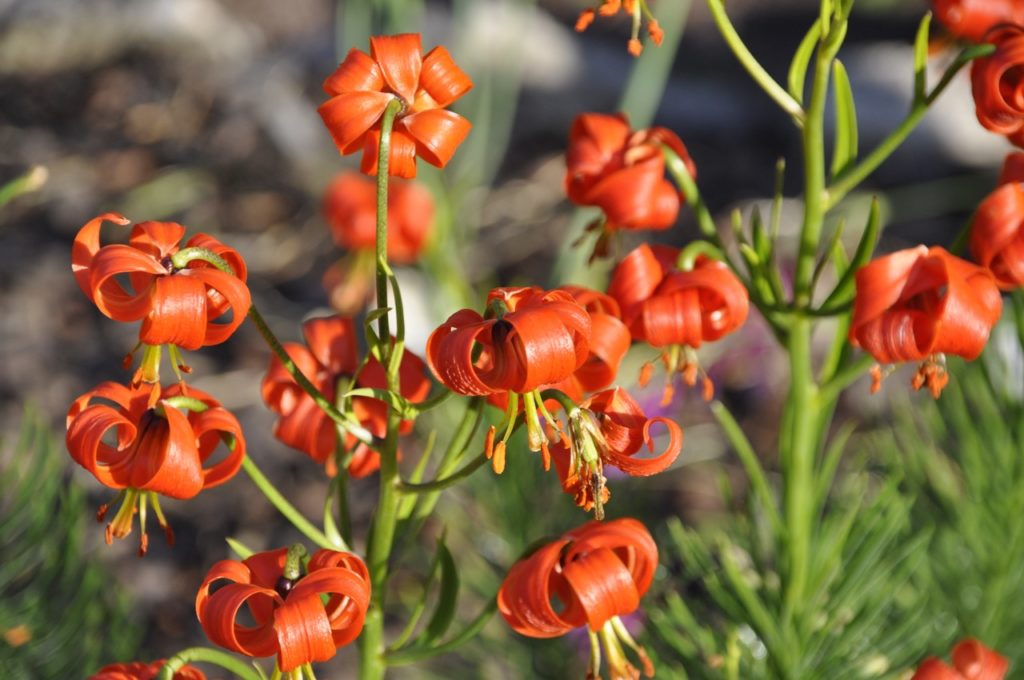 turban lilies with folded red flowers facing downwards