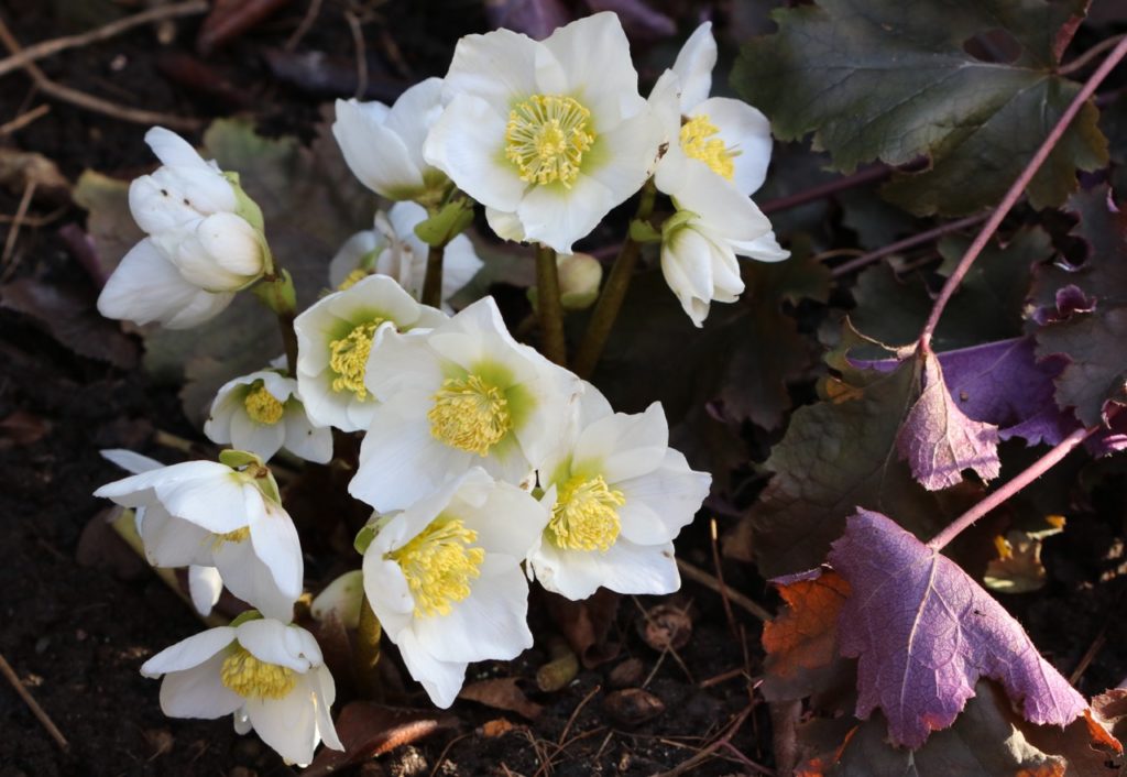 hellebore flowers with yellow centres growing from the ground next to pink and green leaved shrubs