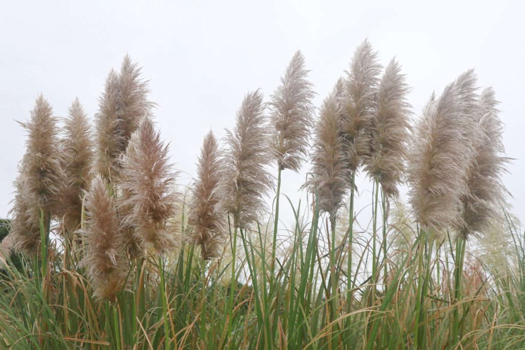 pampas grass with tall upright heads that resemble feather dusters