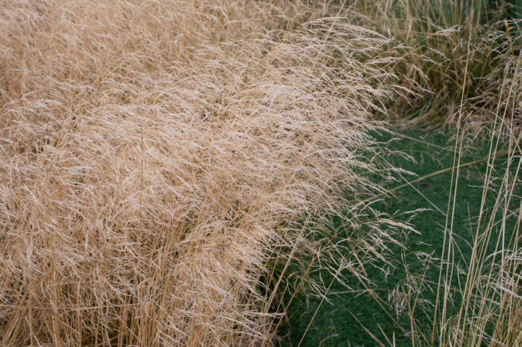 light brown stems of a Deschampsia plant