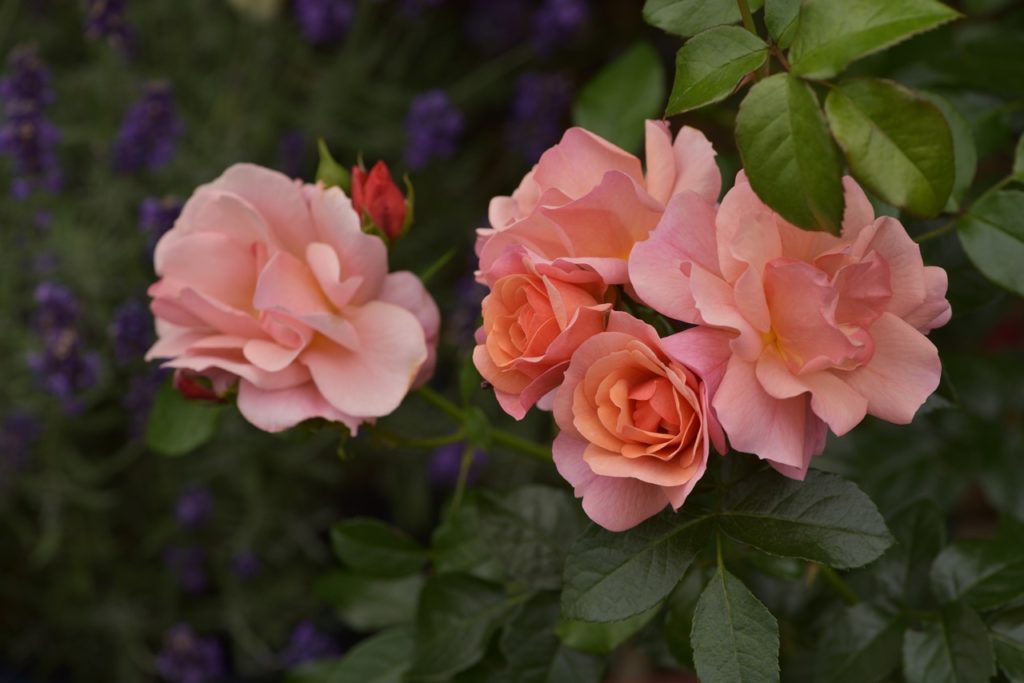 pink flowering rosa 'aprikola'