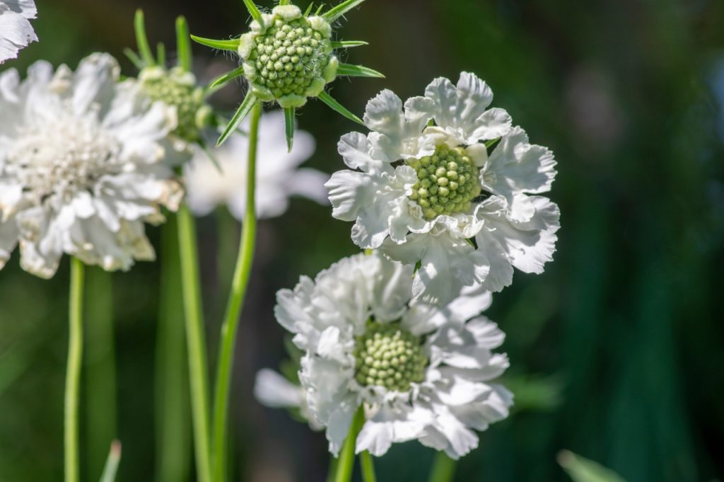 Scabiosa caucasica 'White Perfection' with frilly white petals and green centres