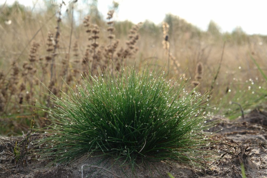 Festuca ovina with thin blades of clumping grass covered in water droplets