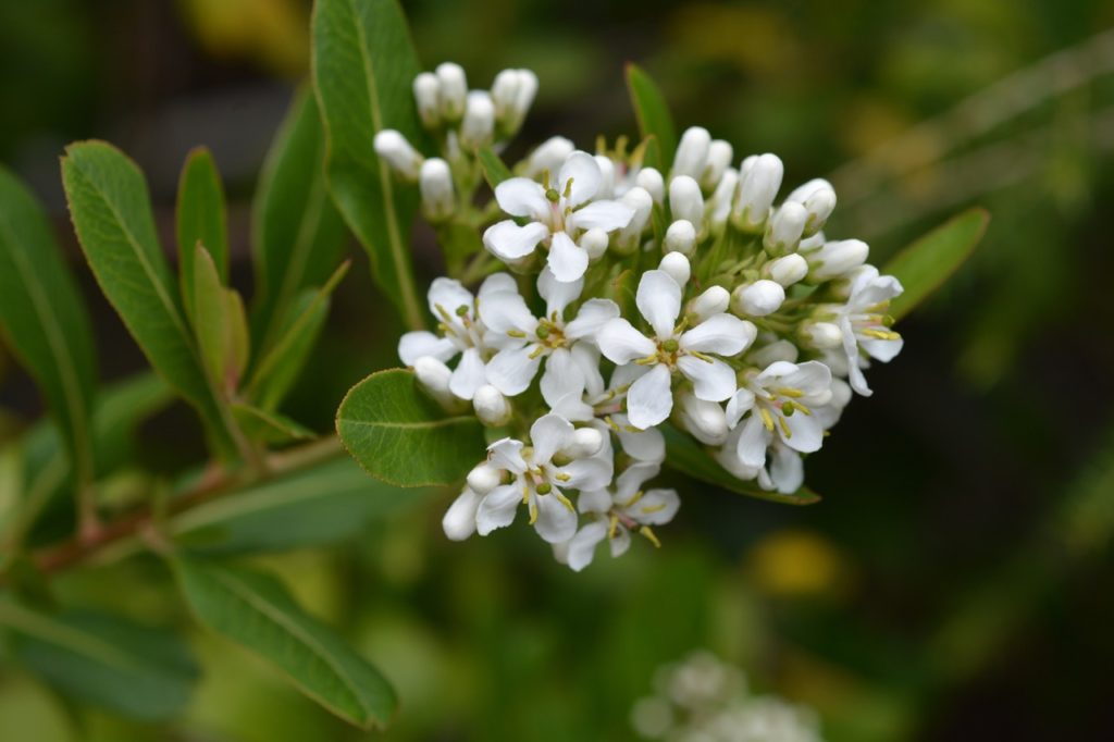 five-petalled white flowers from a cloven gum box plant