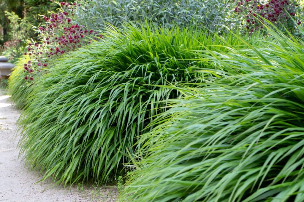 Hakone plant growing in a perennial border