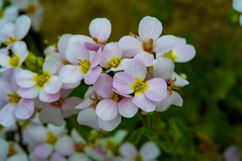 white flowers and pink veins from Aubrieta deltoidea 'Snowdrift'