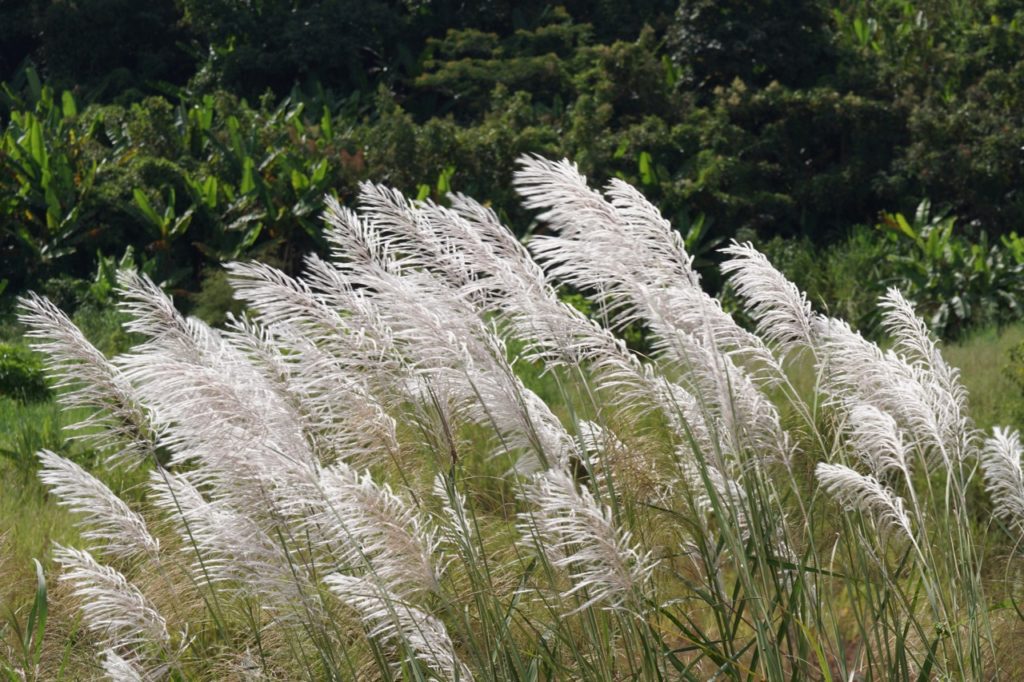 the aptly named silvergrass plant with feathery white flowers on upright stems blowing in the wind