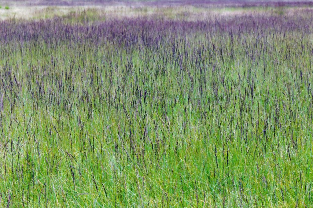 a field full of moor grass with purple flowers adorning tall stems