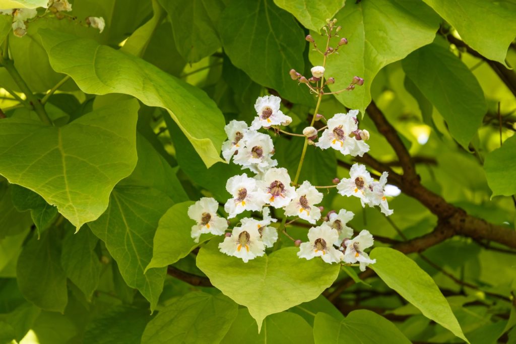 large lobed leaves and small white ruffled flowers from a golden Indian bean tree growing outdoors