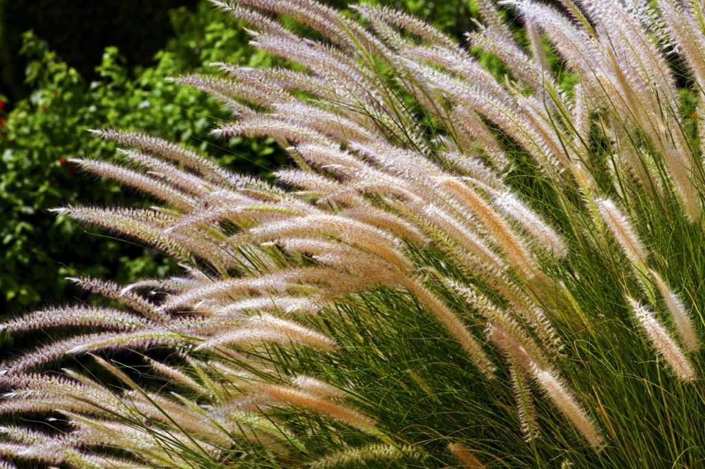 fluffy fountaingrass
