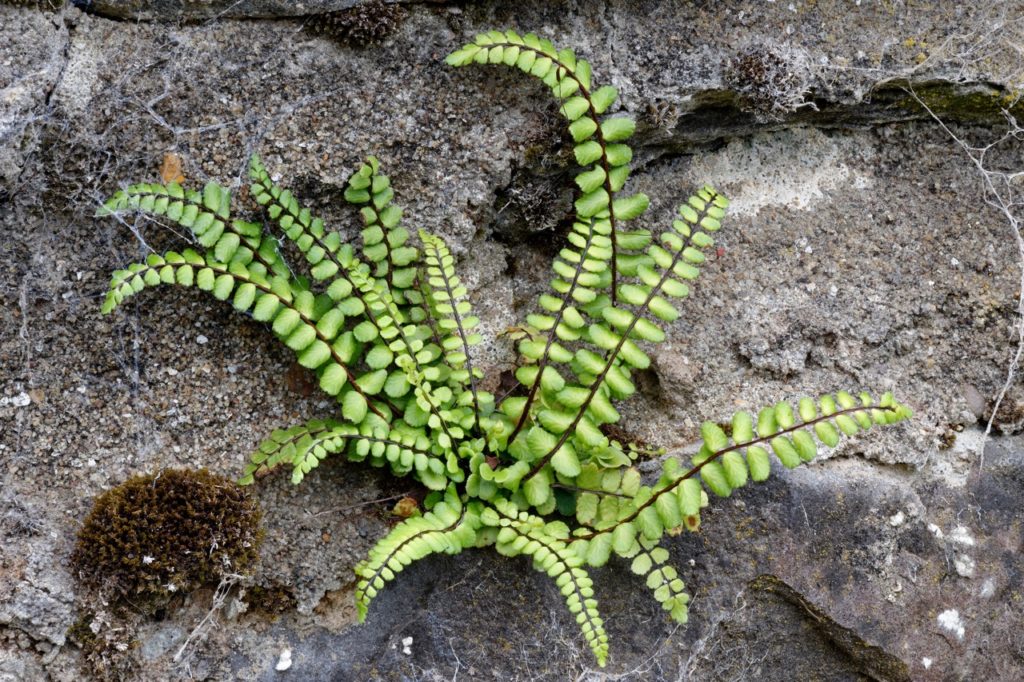 spleenwort fern growing from a rocky wall