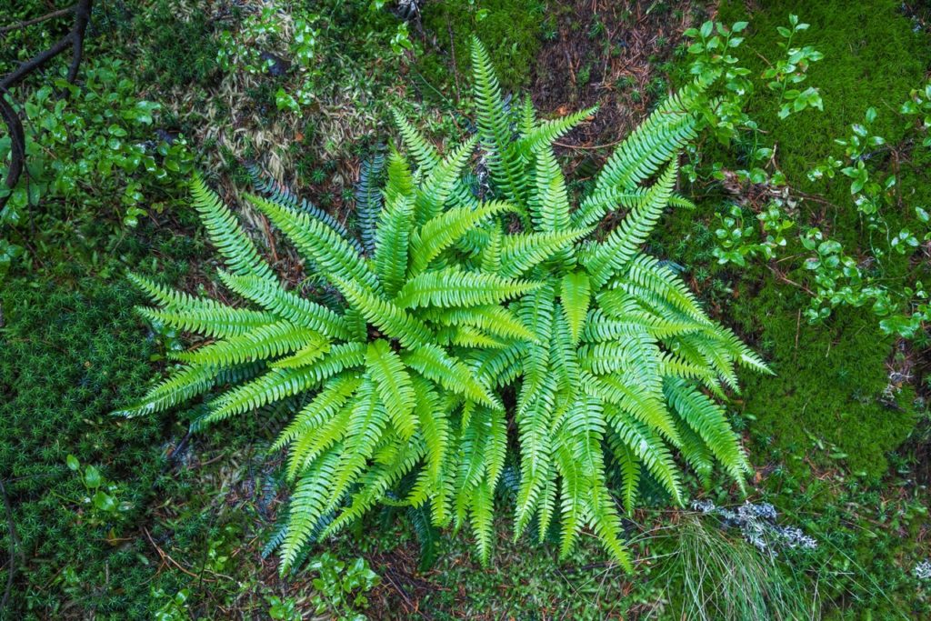 shrubby blechnum fern with pinnate foliage on mossy ground