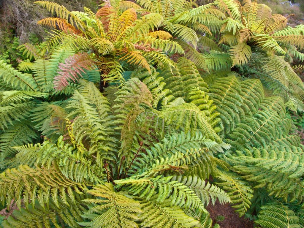 red and orange colours on the green, frilly leaves of large Dickinsonia ferns