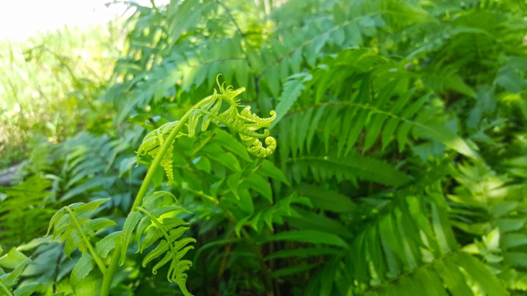 leaves of a Diplazium shrub curling at their tips