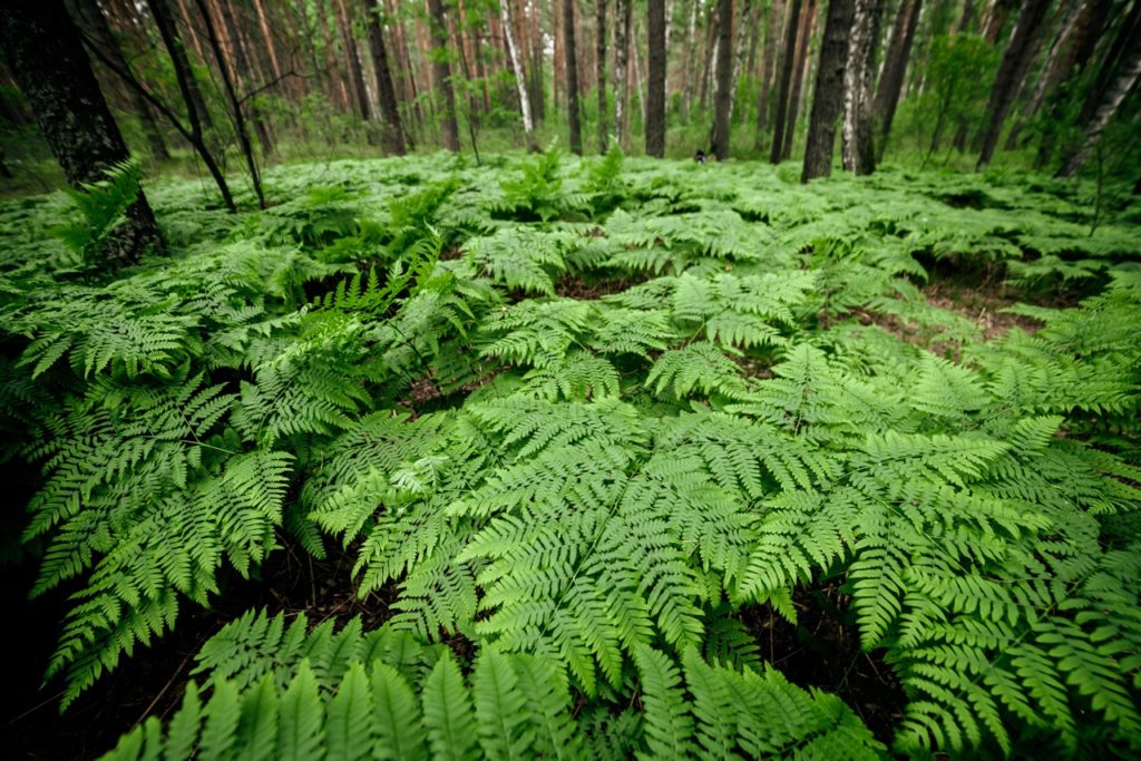 Dryopteris growing as a ground cover plant in a woodland area full of trees