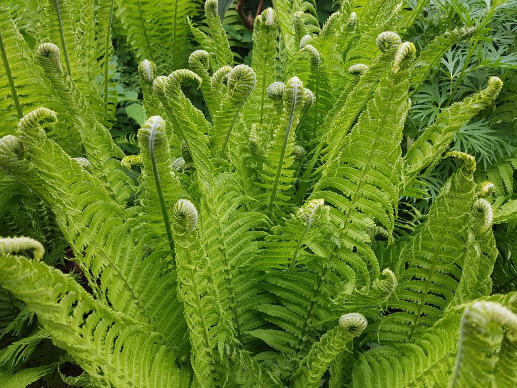 Matteuccia struthiopteris plant curled at the ends